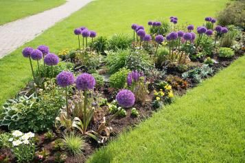 Cultiver les alliums