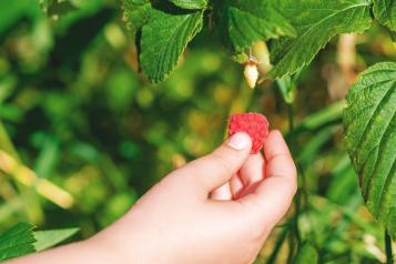 Récolte des framboises