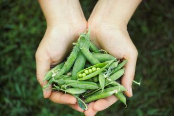 Récolte des petits pois