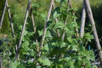 Culture des haricots d'Espagne