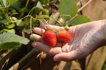 Récolte des fraisiers