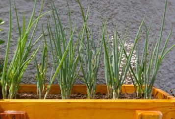 Plantation des oignons de printemps en pot