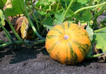 Culture des courges