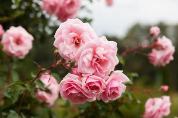 La couleur au jardin