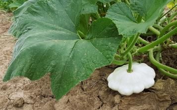 Culture des courgettes