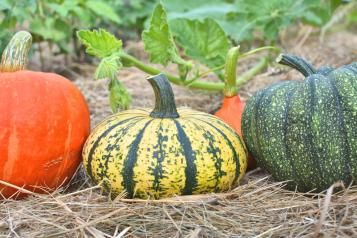 Cultiver des courges