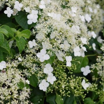 klimhortensia in bloei