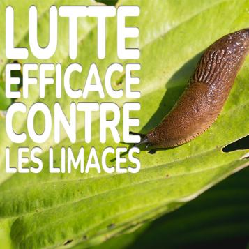 KB® Limex Ultimo lutte efficace contre les limaces