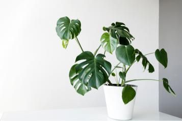 Monstera