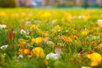 Trawnik jesienią