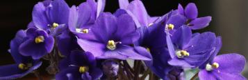 Image for African Violets