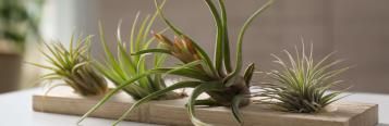 Image for Air Plants