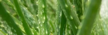 Image for Aloe Vera