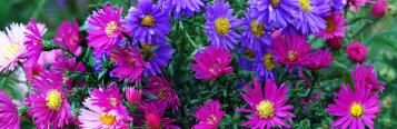 Image for Aster