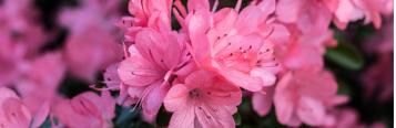 Image for Azalea
