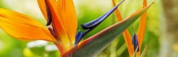 Image for Bird of Paradise