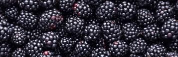 Image for Blackberries