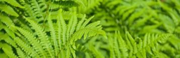 Image for Boston Fern