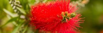 Image for Bottlebrush