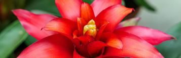 Image for Bromeliads 