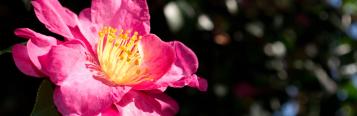 Image for Camellias