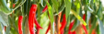 Image for Chilli