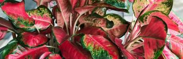 Image for Chinese Evergreen
