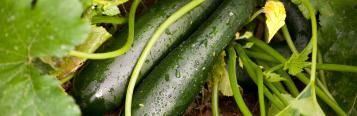 Image for Courgette