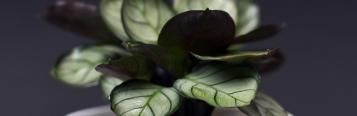 Image for Ctenanthe