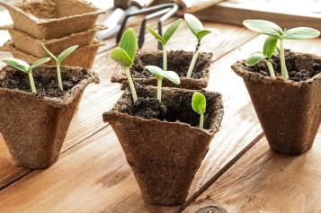 cucumber seedling