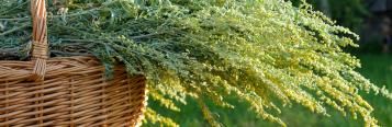 Image for Der Guide zu Wildkräutern im eigenen Garten