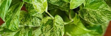 Image for Devil's Ivy (Pothos) 