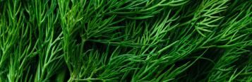 Image for Dill
