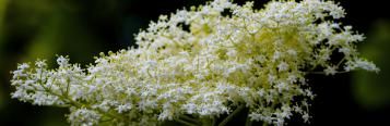 Image for Elderflower