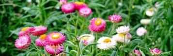 Image for Everlasting Daisies