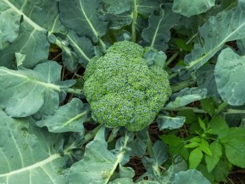 Image for Comment planter et cultiver le brocoli ?