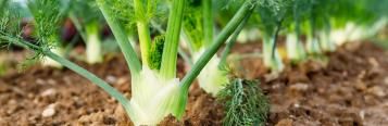 Image for Fennel
