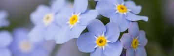 Image for Forget Me Nots
