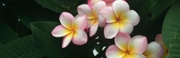 Image for Frangipani