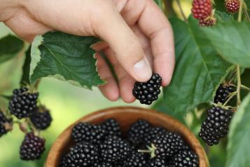 Image for Wie man Brombeeren pflanzt und pflegt