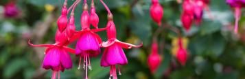 Image for Fuchsia