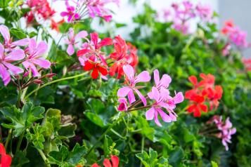 Image for Geranium