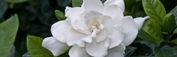 Image for Gardenia