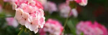 Image for Geraniums