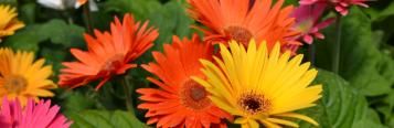 Image for Gerbera