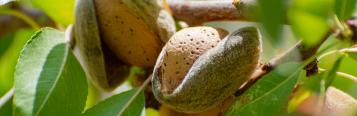 Image for Almond Tree