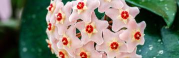 Image for Hoya