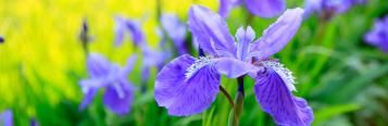 Image for Iris