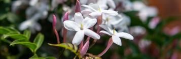 Image for Jasmine