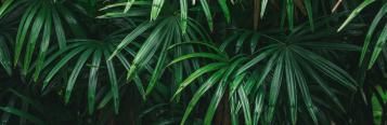 Image for Kentia Palm